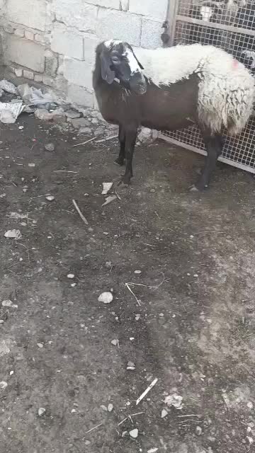 گوسفند سه ماه آبست|حیوانات مزرعه|سنگدوین, |دیوار