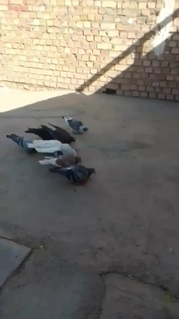 09032312554|سیم‌کارت|تربت جام, میان جام|دیوار
