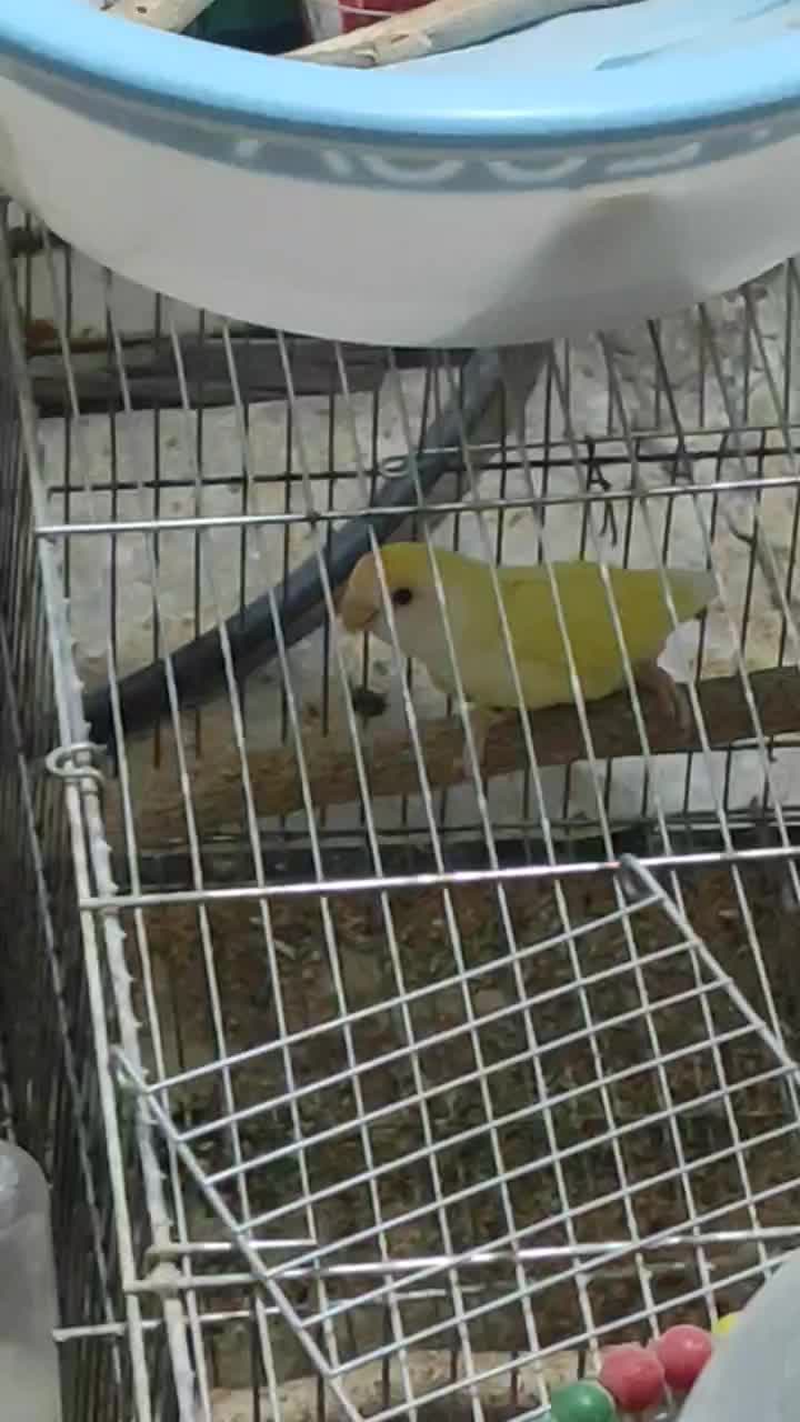 طوطی برزیلی ۱۰۰ درصد نر|پرنده|بهبهان, |دیوار