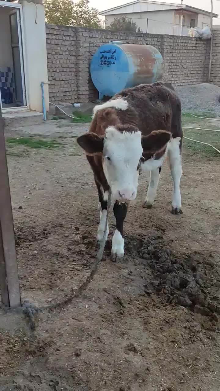 گوساله ماده سیمینتال|حیوانات مزرعه|آق قلا, |دیوار