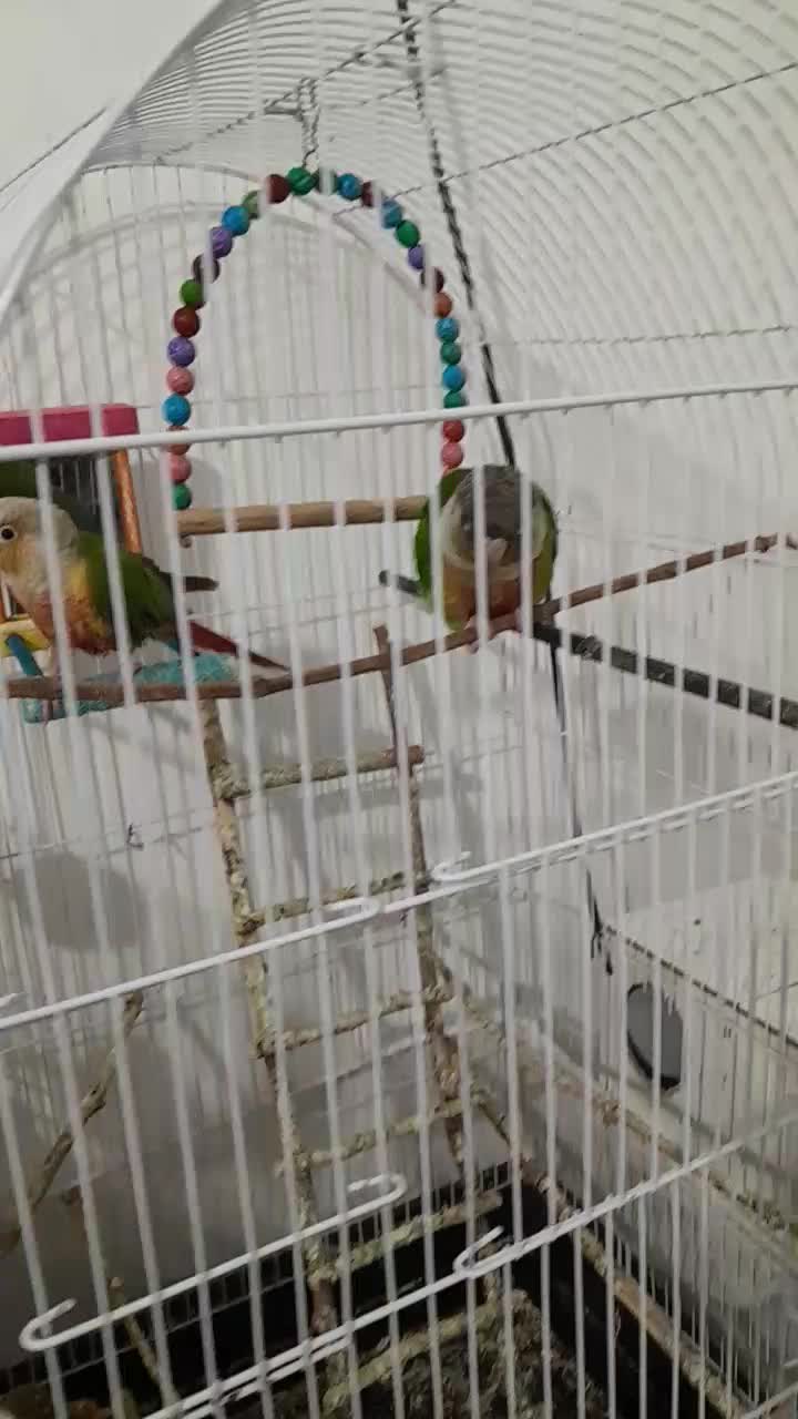 یک جفت گرینچیک وعروس هلندی نر|پرنده|مشهد, شهید قربانی|دیوار