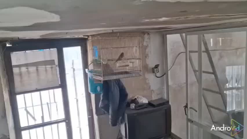 سهره قناری دهن لر|پرنده|شهریار, شهرک بهاران (ویره)|دیوار