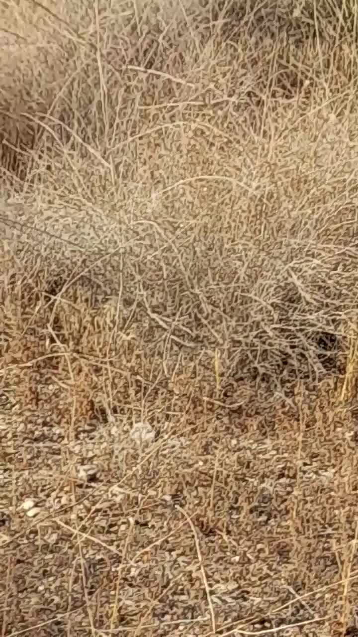 سگ نژاد افغان جوان گله ونگهبان|سگ|کوهسار (البرز), |دیوار