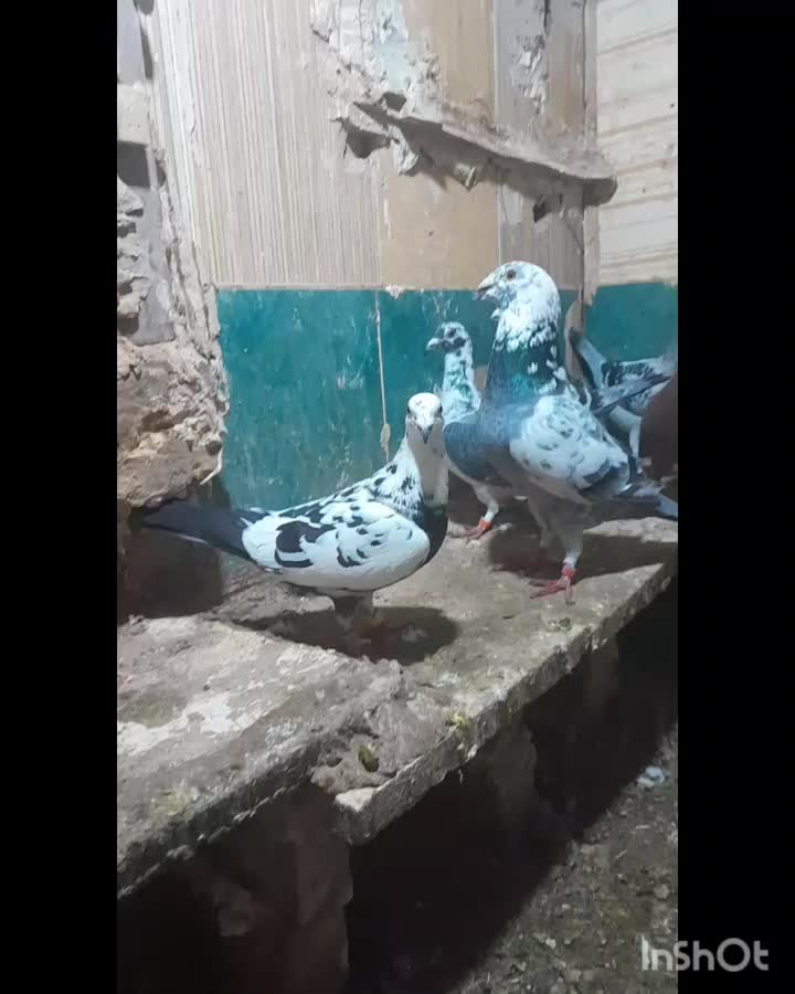 ۲۴عدد سوسکی درجه یک نر وماده|پرنده|رشتخوار, |دیوار