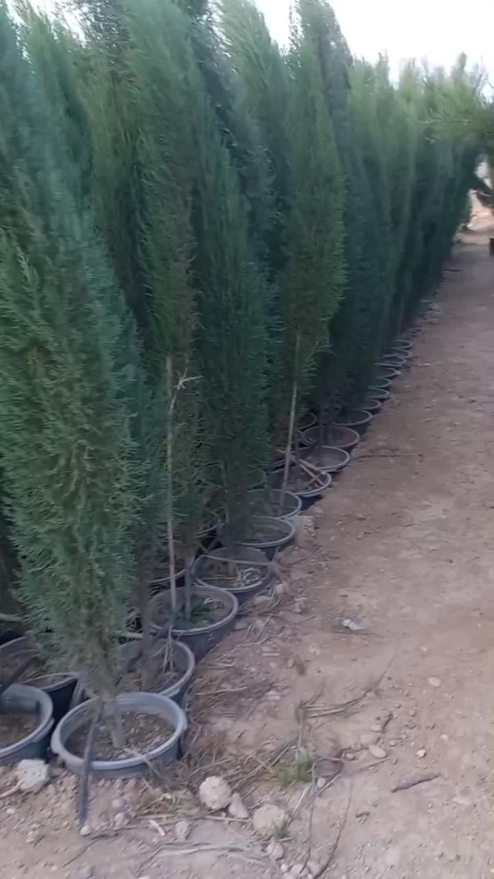 نهال سرو ناز شیراز ...سروناز گلدانی، پاکتی و نشاء|گل و گیاه طبیعی|شیراز, حومه شیراز|دیوار