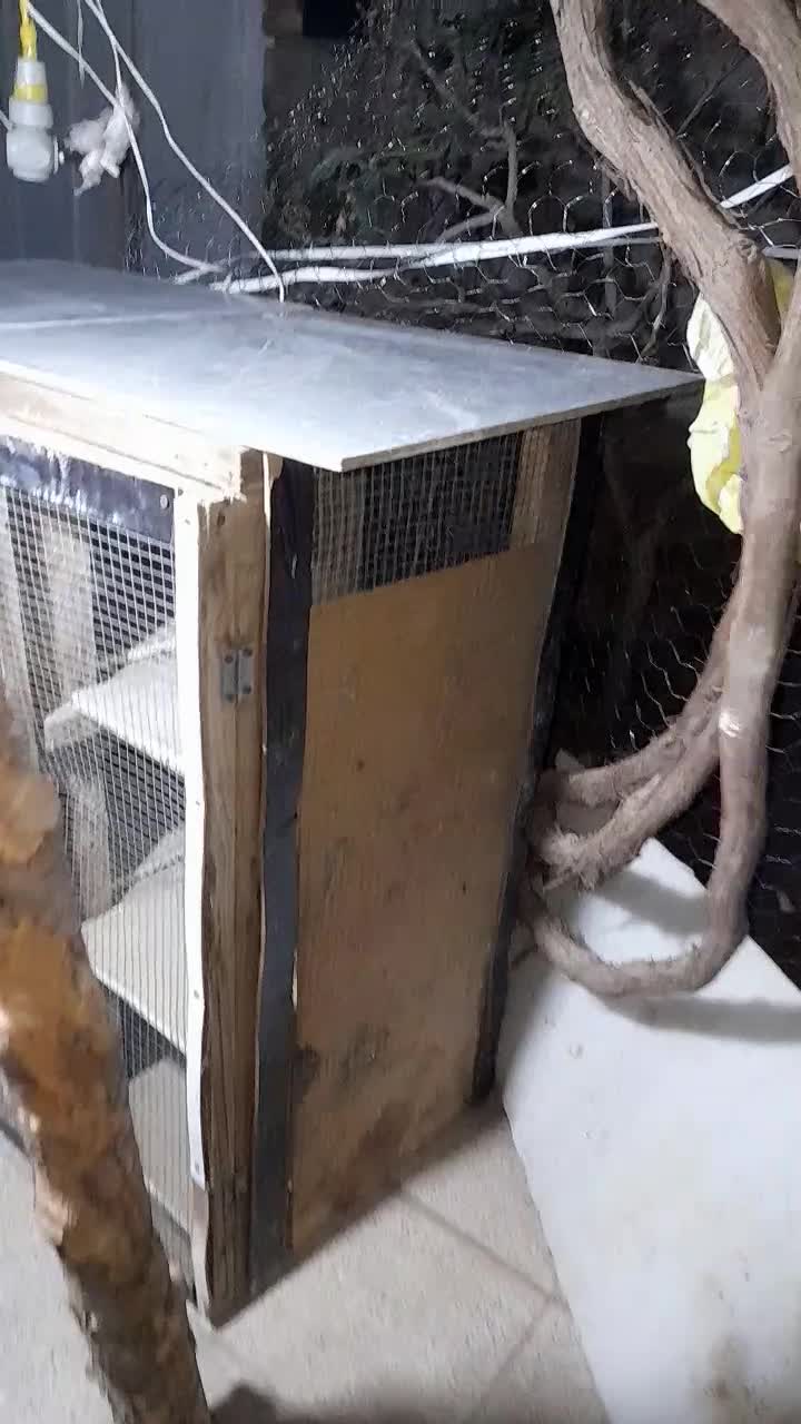 دوتا جفتگاه یکی چوبی ۹تایی یکی آهنی ۱۰تایی رفسنجان|لوازم جانبی حیوانات|رفسنجان, |دیوار