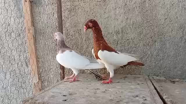 یهودی دنش|پرنده|شیراز, گویم|دیوار