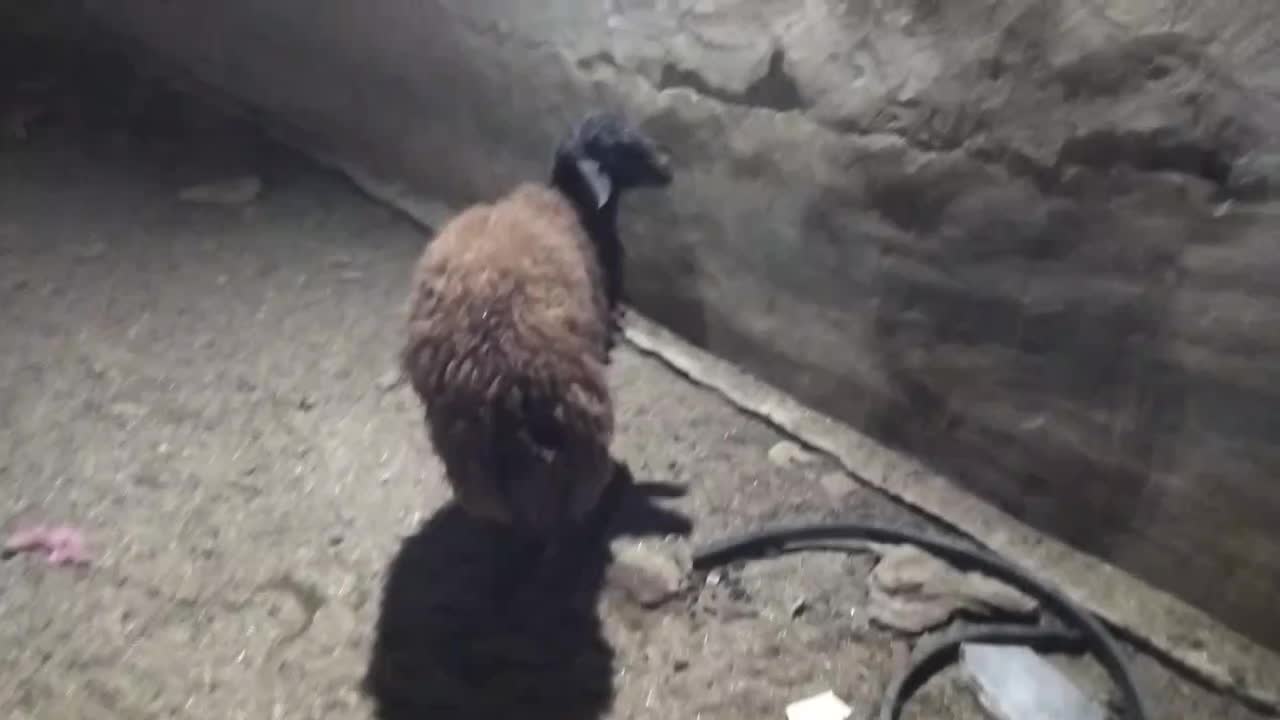 بره ماده افشاری کیلوی 310|حیوانات مزرعه|چناران, |دیوار