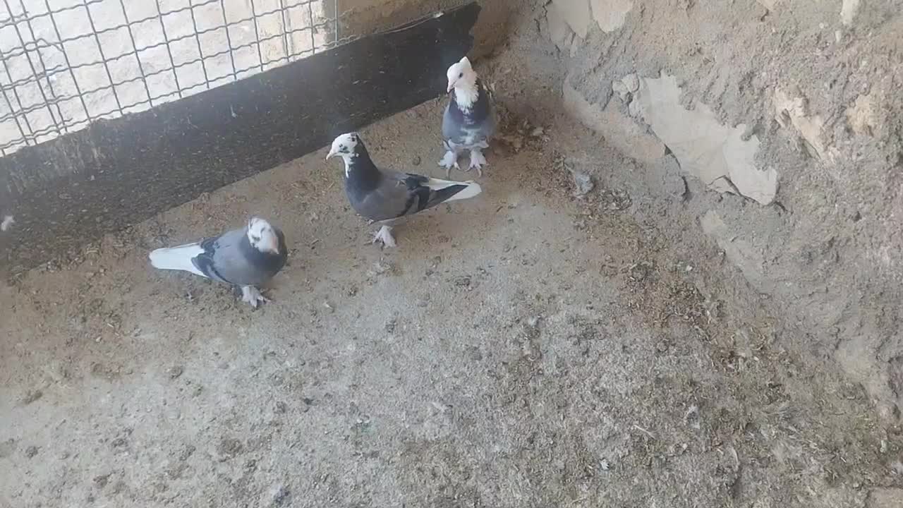 کبوتر قندی و دوکت سیاه|پرنده|اهرم, |دیوار