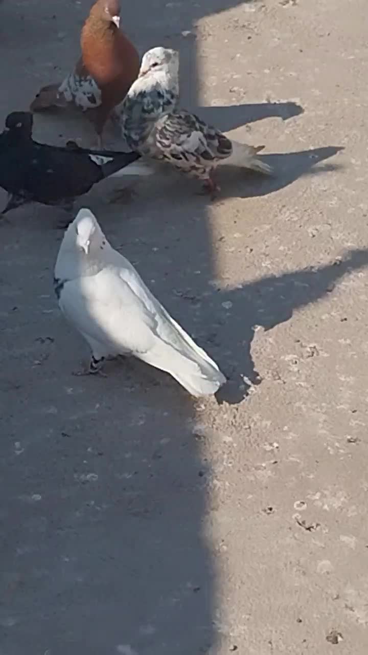 طوقی نر|پرنده|اهواز, اسماعیلیه|دیوار