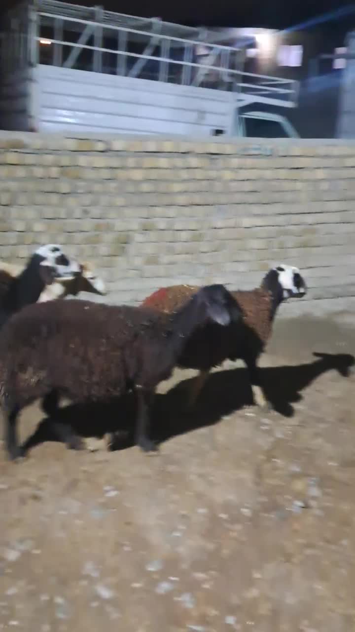 بز-گوسفنده-بره|حیوانات مزرعه|بروجرد, |دیوار