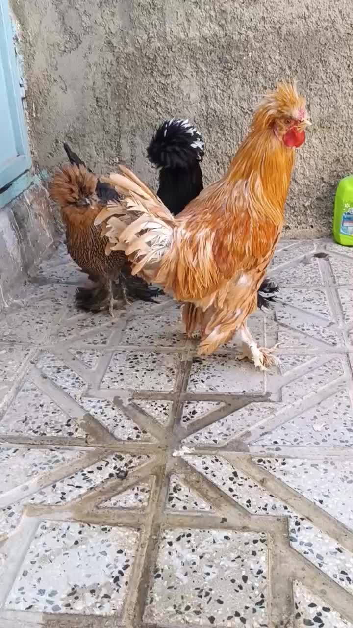 مرغ و خروس سلطان اصیل ، دان بوقلمون و جوجه و..|حیوانات مزرعه|کرمانشاه, |دیوار
