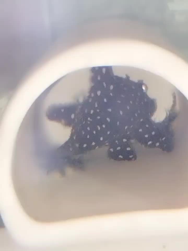 پلکو خاص ۲۰۱ و پوزه بوته ای|ماهی|تهران, طرشت|دیوار