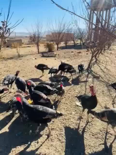 بوقلمون 7ماهه|حیوانات مزرعه|ازنا, |دیوار