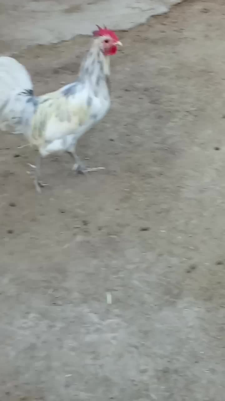 خروس محلی اصل سفید|حیوانات مزرعه|خورموج, |دیوار