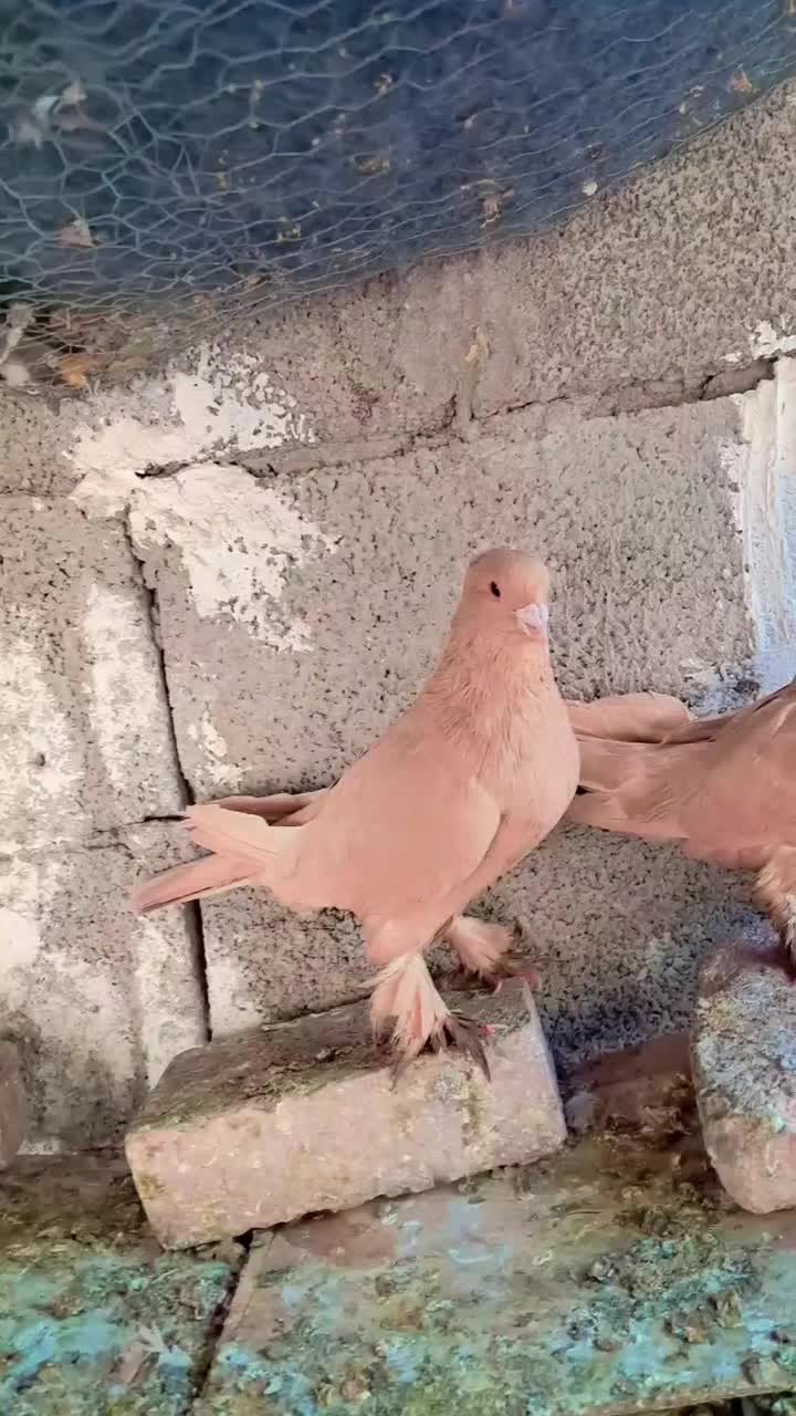 جفت زرد کلایی عطیقه. گلی|پرنده|کرمان, |دیوار