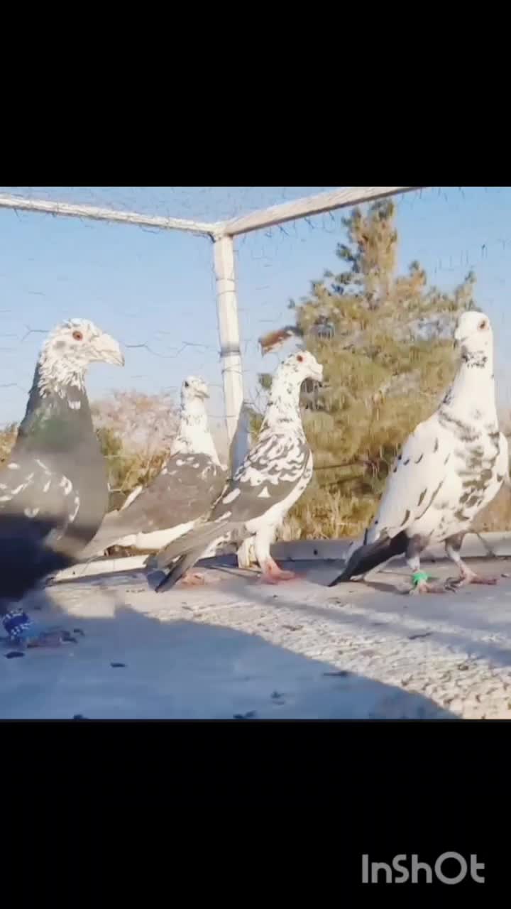 کفتربزک سلاطین|پرنده|یزد, |دیوار