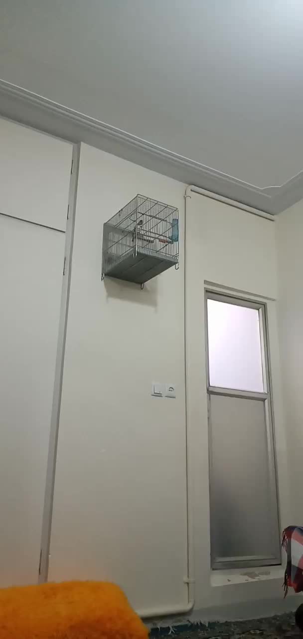 سهره قناری دهنداربخون.|پرنده|کرج, المهدی|دیوار