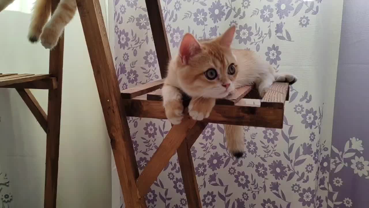 پسر کوچولوی بغلی|گربه|کرج, شهرک امام رضا (ع)|دیوار