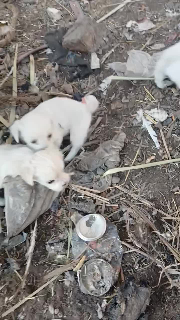 سگ پاکوتا|سگ|نرماشیر, |دیوار