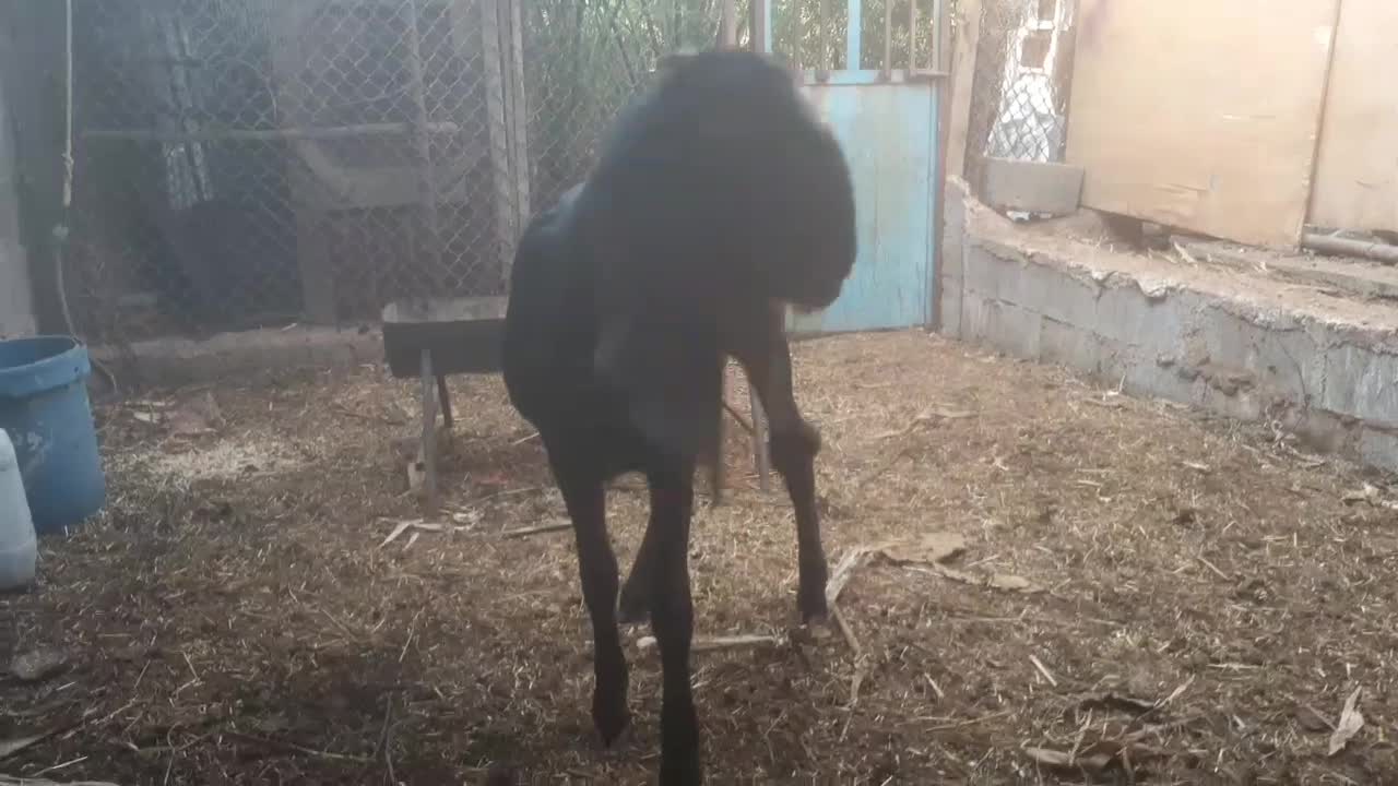 بوشهر عسلویه|حیوانات مزرعه|عسلویه, |دیوار