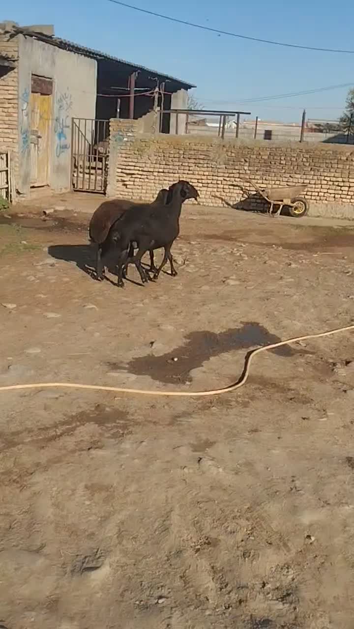 گوسفند|حیوانات مزرعه|سیمین شهر, |دیوار