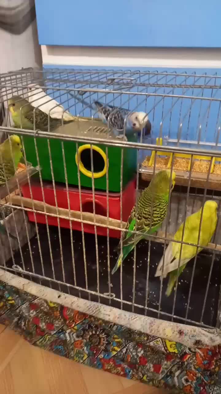 مرغ عشق|پرنده|بندر ماهشهر, |دیوار