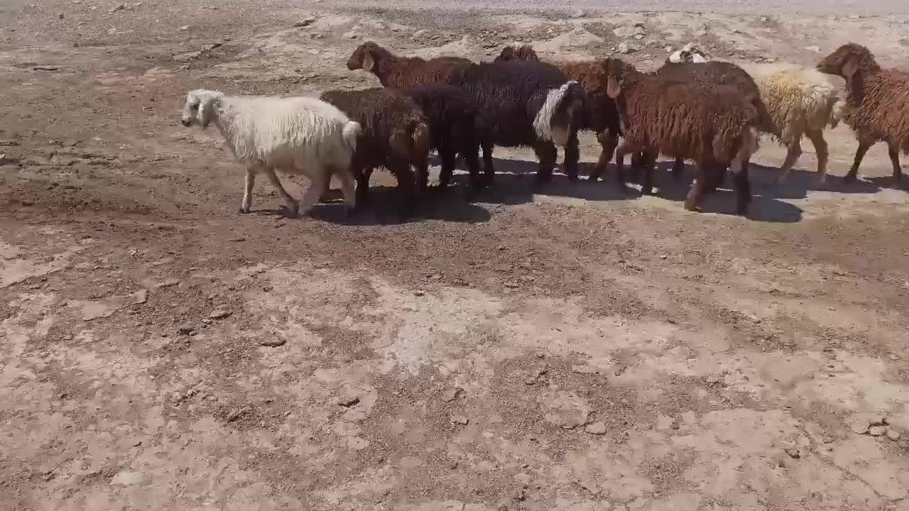 بره|حیوانات مزرعه|کوهدشت, |دیوار