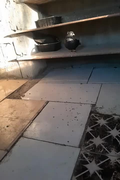 کبوتر|پرنده|درگهان, |دیوار