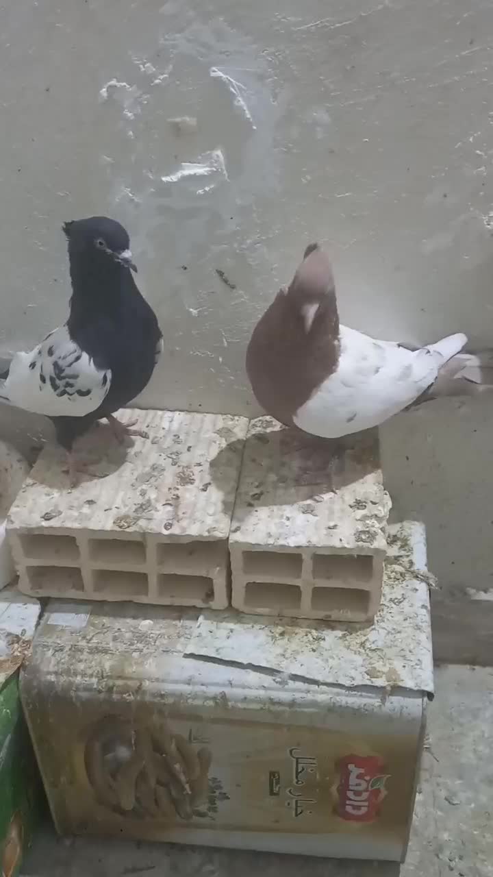 کبوتر|پرنده|فسا, |دیوار