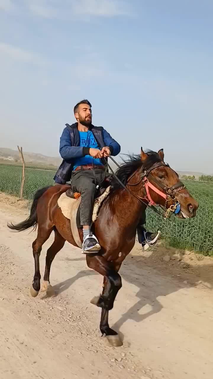 اسب‌اصیل‌یورقه‌۲ساله‌‌‌‌‌پسرتوفان‌قهرمان‌‌|اسب و تجهیزات اسب‌سواری|قوچان, |دیوار