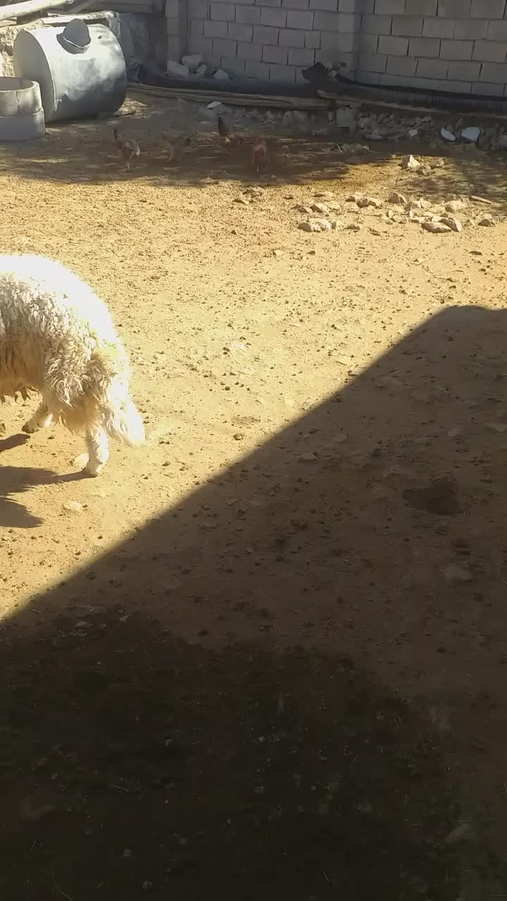 کاور ورن سنجابی|حیوانات مزرعه|حمیل, |دیوار