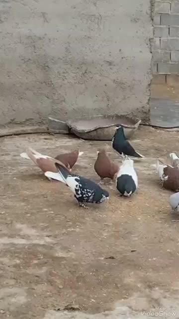 کبوتر  شهری  و دم سفید|پرنده|شیراز, منطقه ویژه اقتصادی|دیوار