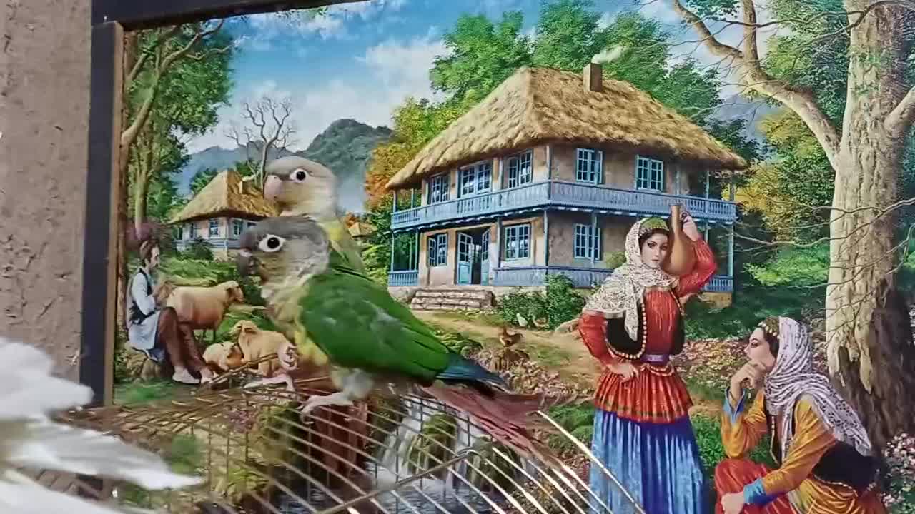 عروس هلندی سخن گو فول دستی گرینچیک|پرنده|قزوین, |دیوار