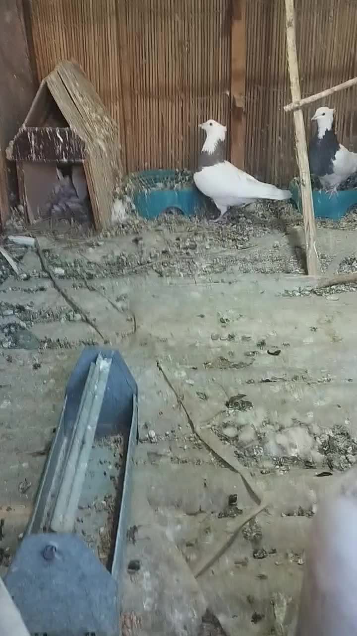 طوقی ماده فنچ|پرنده|سراوان, |دیوار