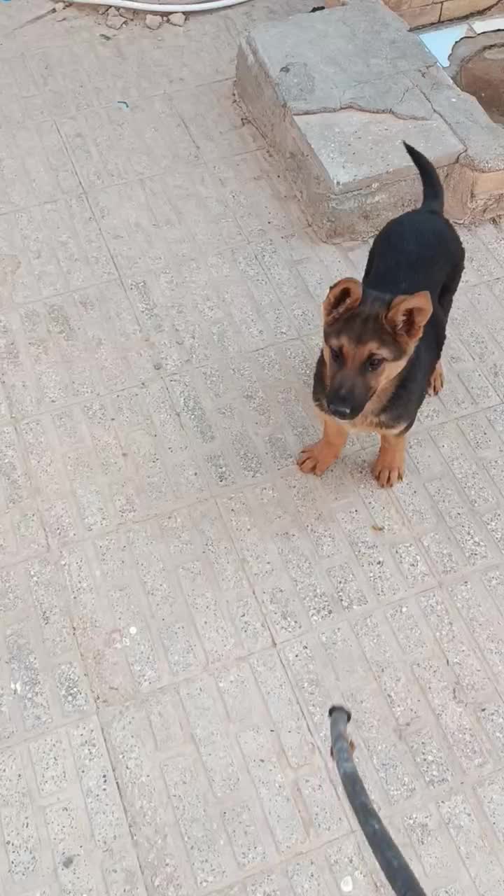 توله ژرمن ورک نر|سگ|لار, |دیوار