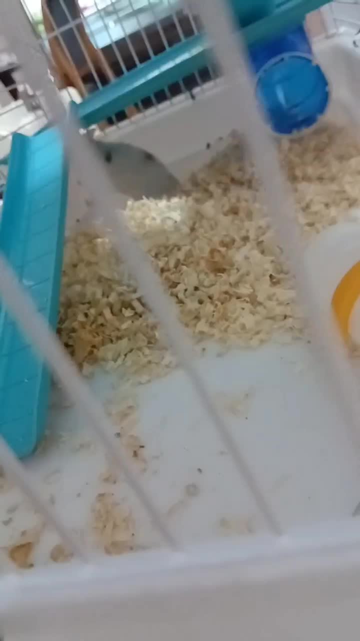 فروش همستر|موش و خرگوش|الوند, |دیوار