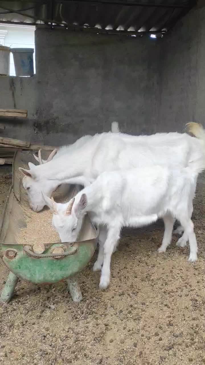 بز سانن درجه یک اصل|حیوانات مزرعه|سیمین شهر, |دیوار