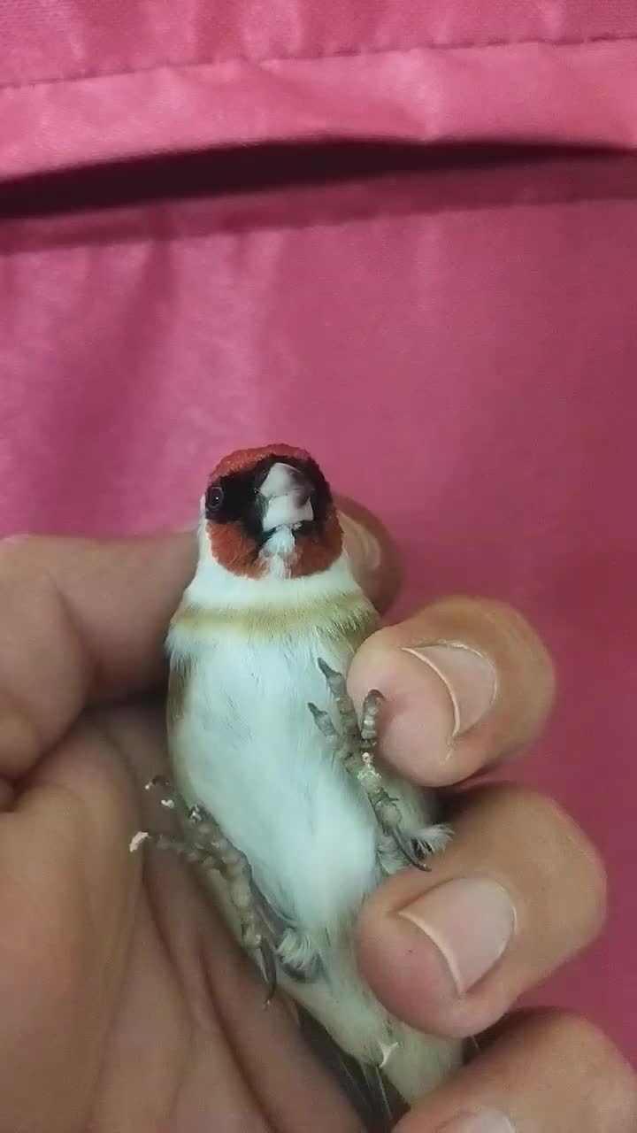 سهره چونه سفید|پرنده|سنندج, |دیوار