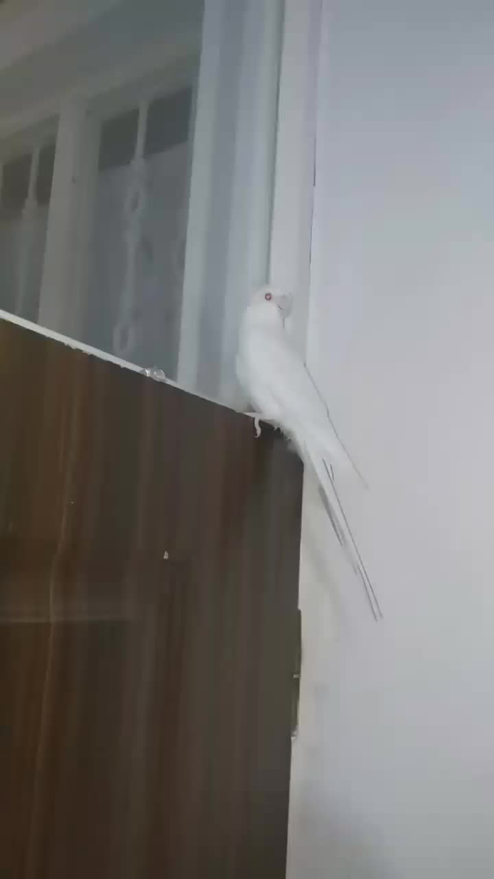 پرنده|پرنده|سراب, |دیوار