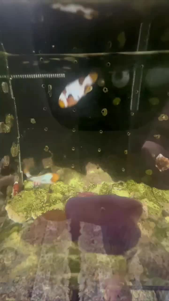 دلقک ماهی فراسبیت|ماهی|اسلامشهر, شهرک الهیه|دیوار