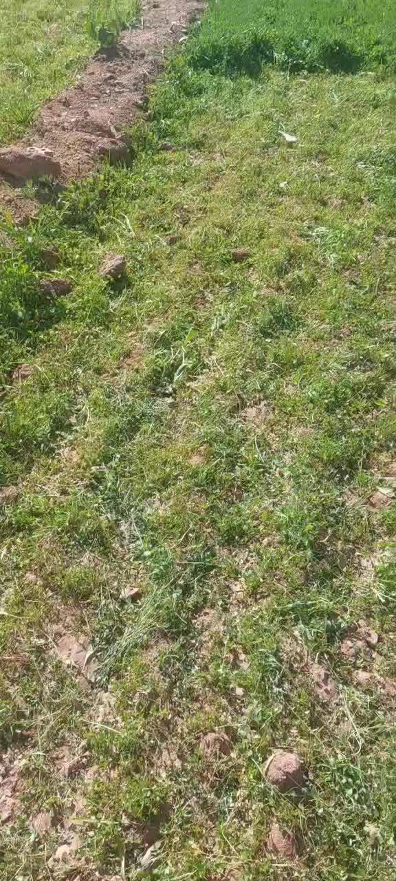 بذر یونجه رنجر  موجود است|خدمات باغبانی و درختکاری|خانمیرزا, |دیوار