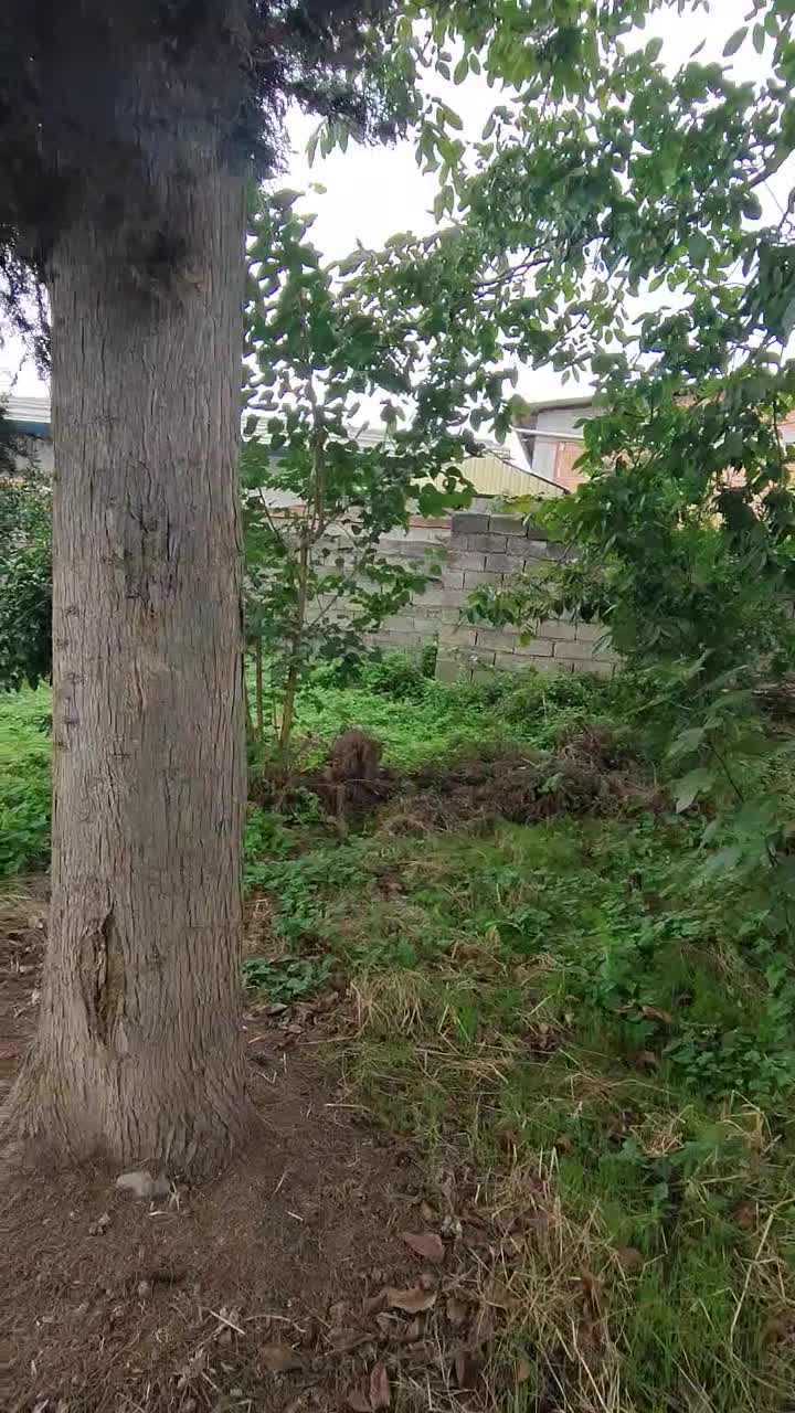 زمین 1800متری مسکونی در روستای آبمال قائمشهر|فروش زمین و ملک کلنگی|قائم‌شهر, |دیوار
