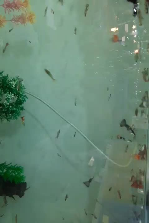 ماهی گوپی|ماهی|فردیس, فردیس|دیوار