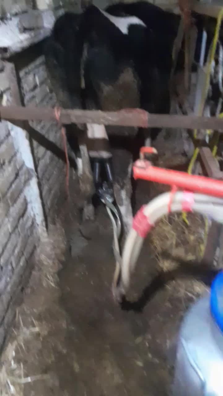 گاوگوساله هلشتین|حیوانات مزرعه|تاکستان, |دیوار