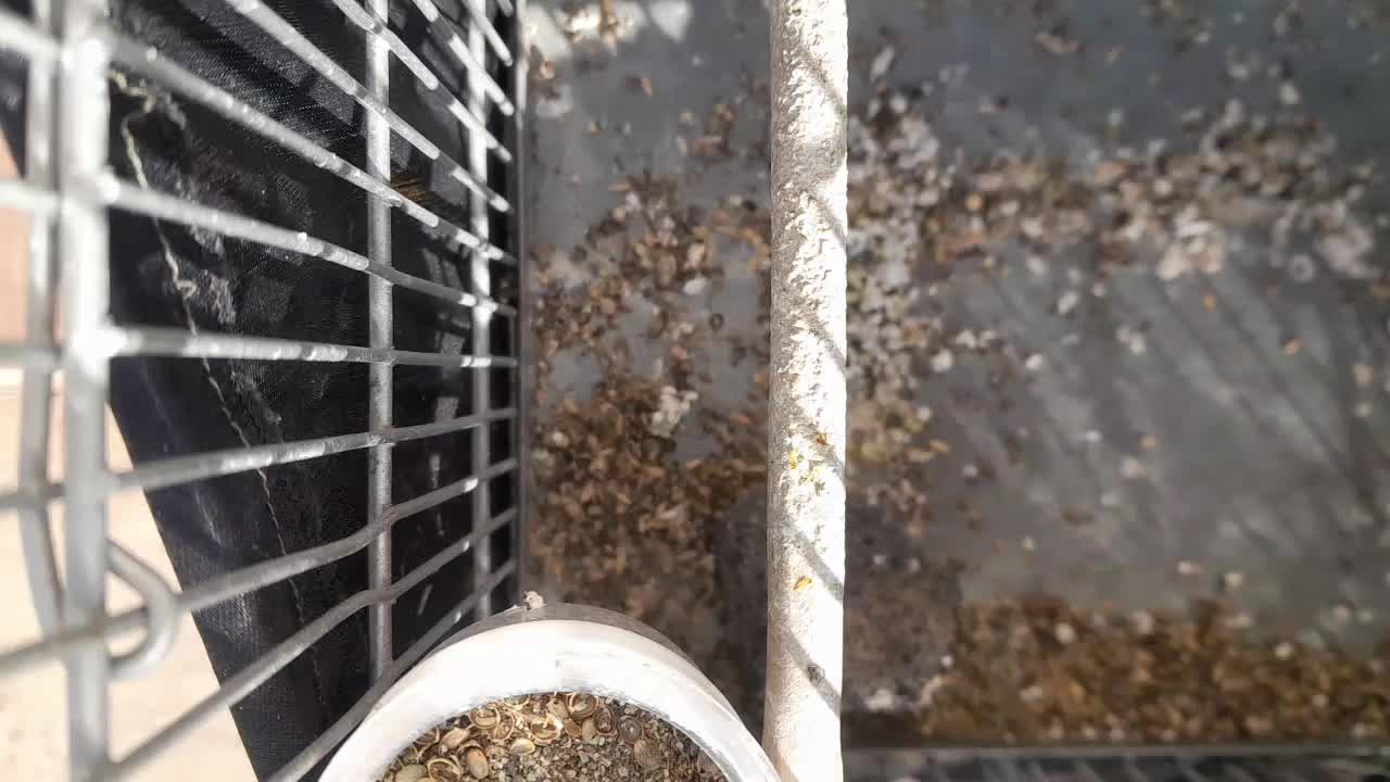 سهره نر بخوان|پرنده|زیویه, |دیوار