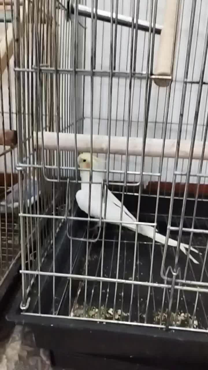 عروس هلندی نر|پرنده|ایلام, |دیوار