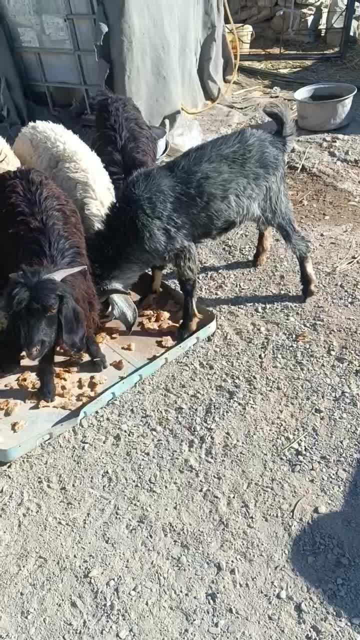 فروش بره نر وتروشت|حیوانات مزرعه|هیدوچ, |دیوار