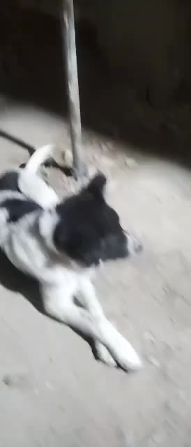 سگ نگهبان زرنگ|سگ|مشهد, آبادگران|دیوار