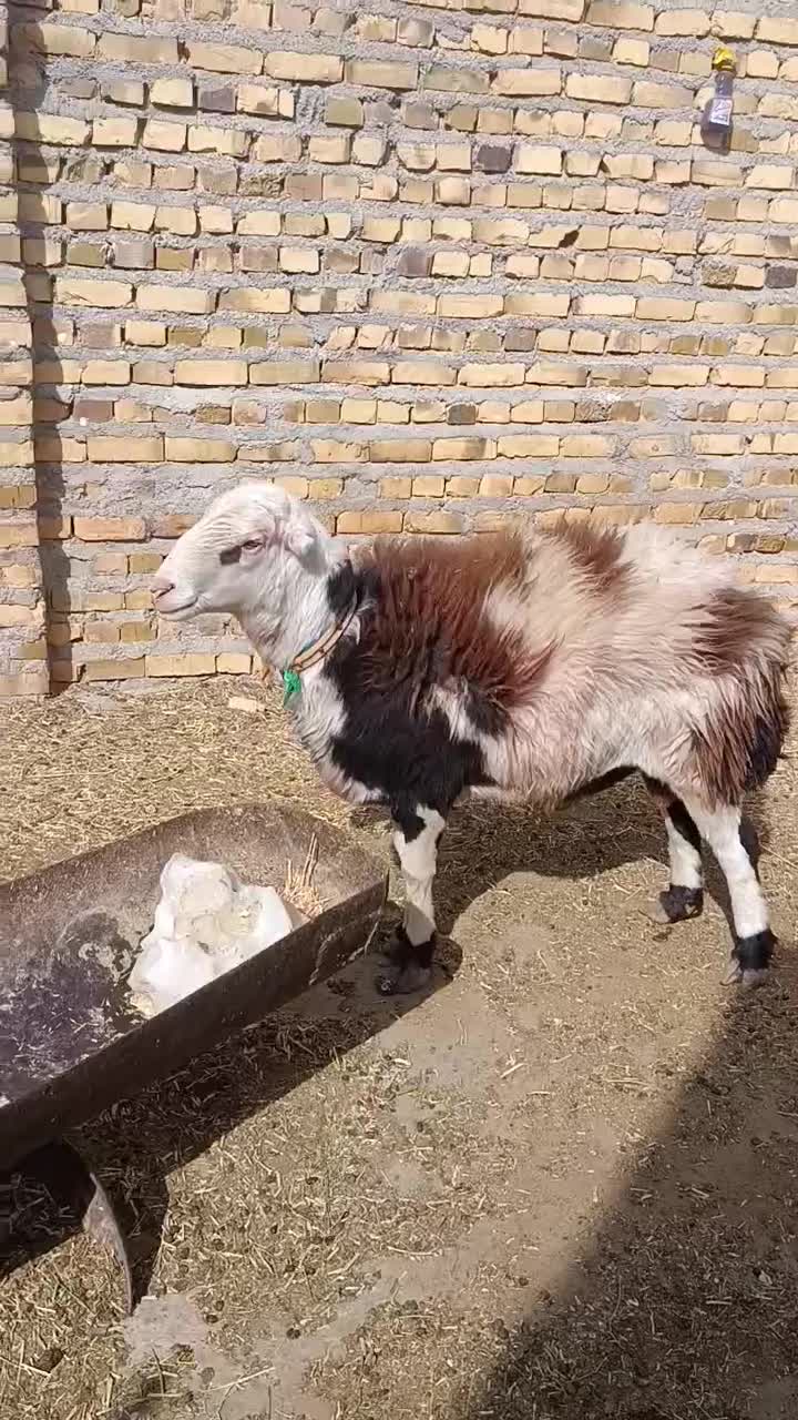 شیشک بروجردی اصیل|حیوانات مزرعه|تایباد, |دیوار